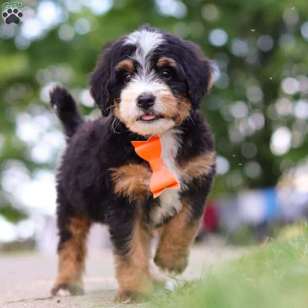 Major Tom, Mini Bernedoodle Puppy